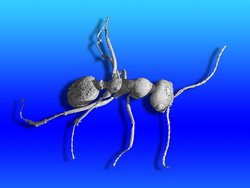 3D-Modell der Ameise, das durch die tomographischen Untersuchungen möglich wurde